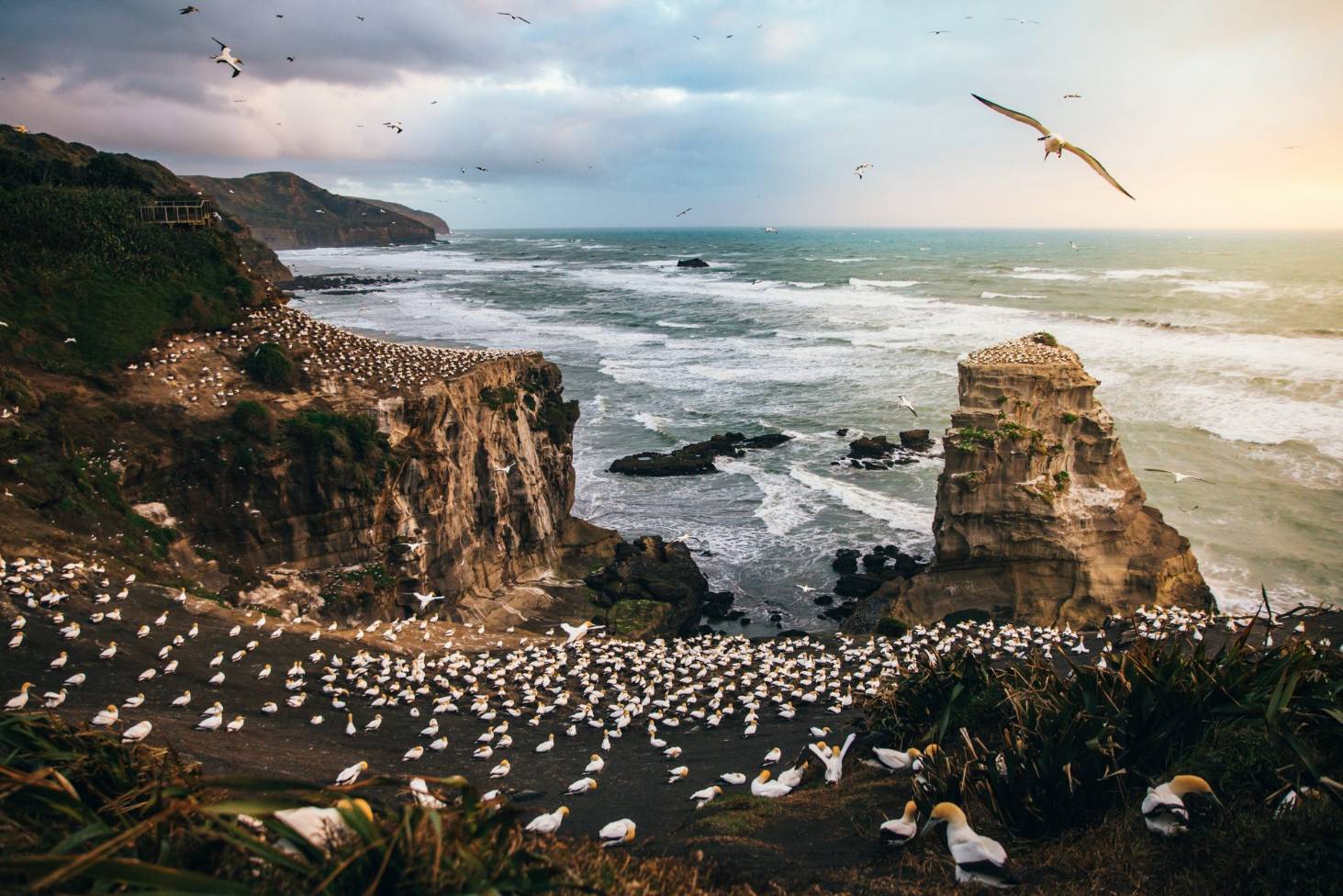 Gannet Colony Muriwai West Auckland