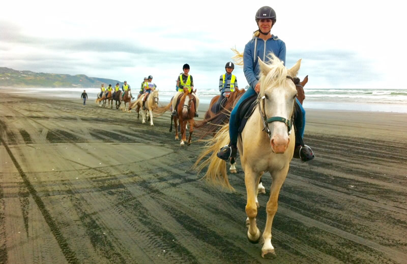 Horse Riding Muriwai Beach West Auckland