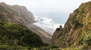 Mercer Loop Track Waitakere Ranges Walks | 7 Best West Auckland Walks