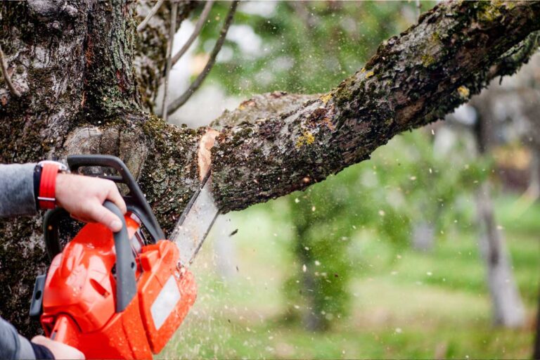Hilltop Tree Services Auckland Tree Removal 768x512