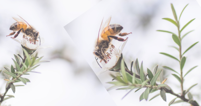 Bee manuka new background new 1920 1012 768x405