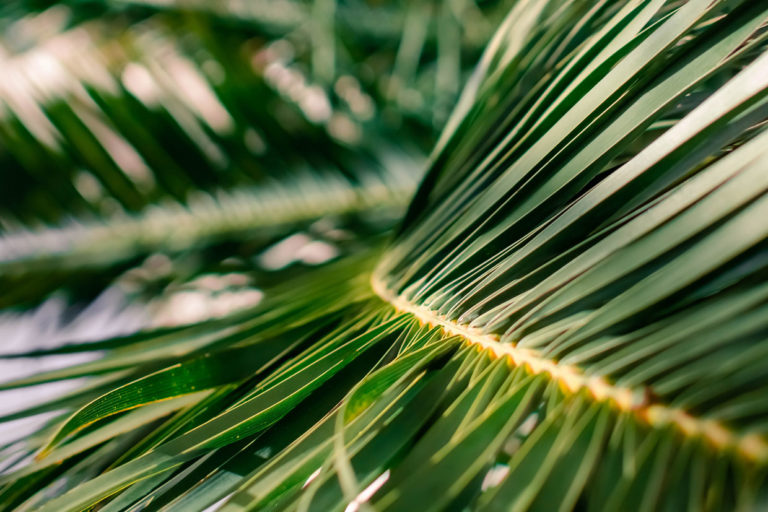 West Auckland Landscapingpalms 2 768x512