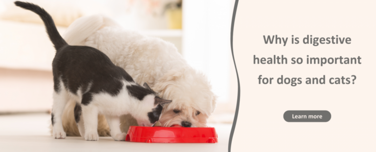 why is digestive health so important for dogs and cats 768x312