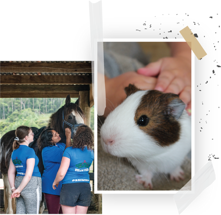 Kiwi Valley Farm 3 768x747