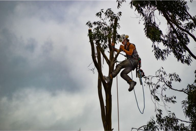 King Green 3 768x512