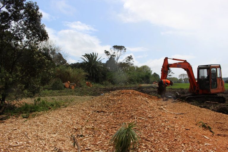 NZ Tree Tops 6 768x512