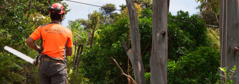 Waitakere Tree Services 1 768x271