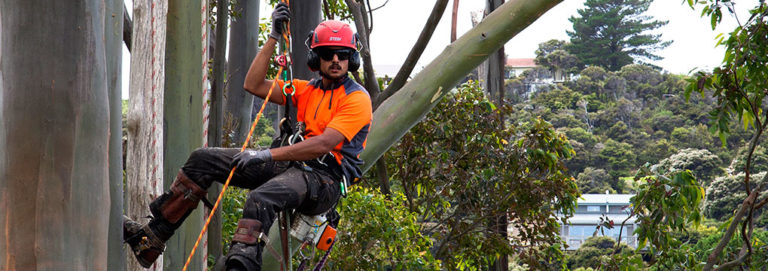 Waitakere Tree Services 4 768x271